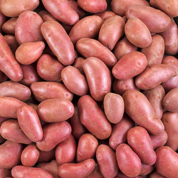 La Pomme de terre BIO rouge