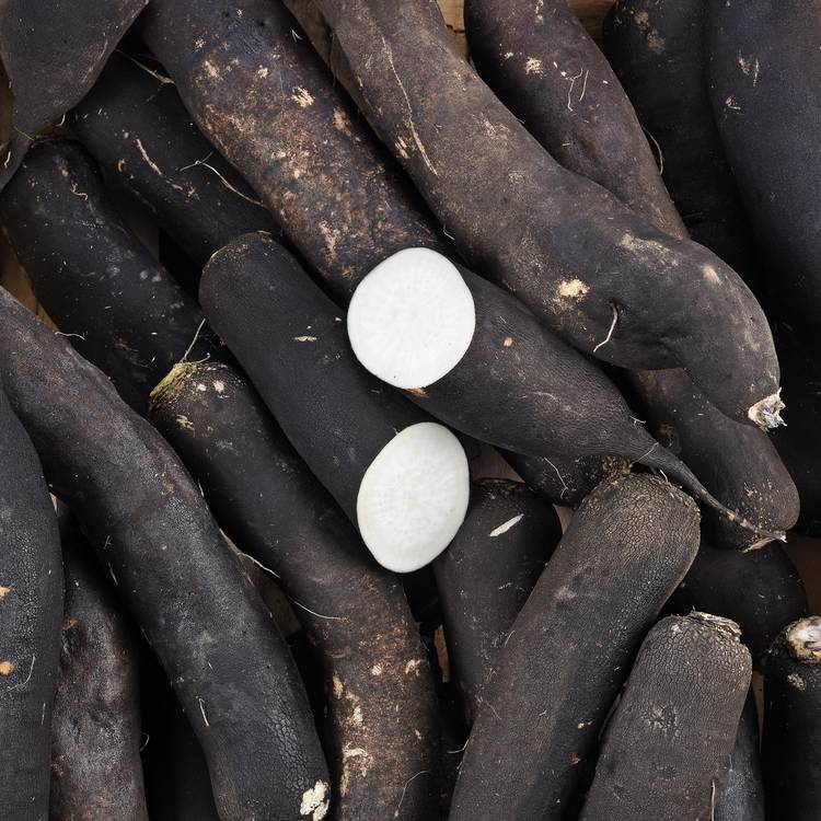 Le Radis noir BIO