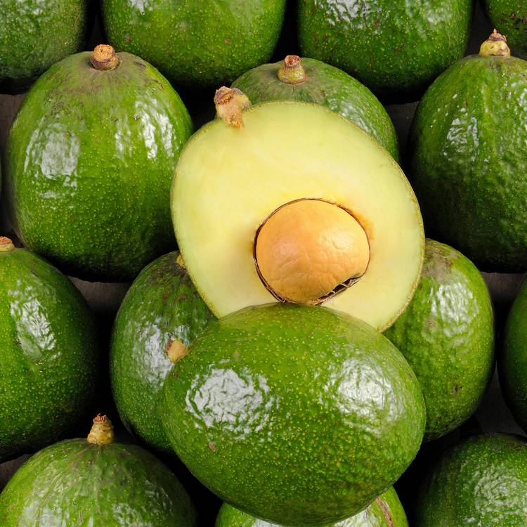 L'Avocat tropical