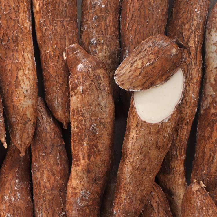 Le Manioc