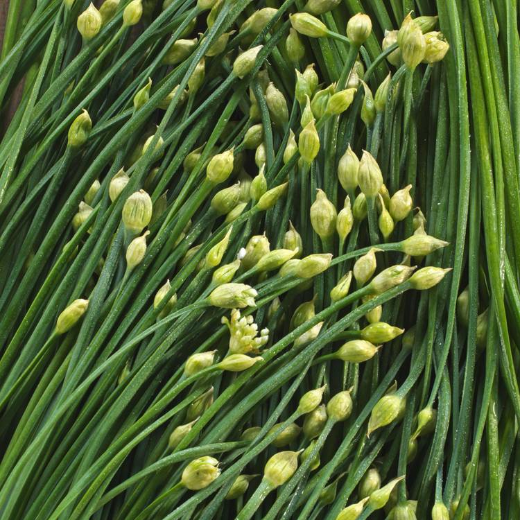 La Fleur d'ail