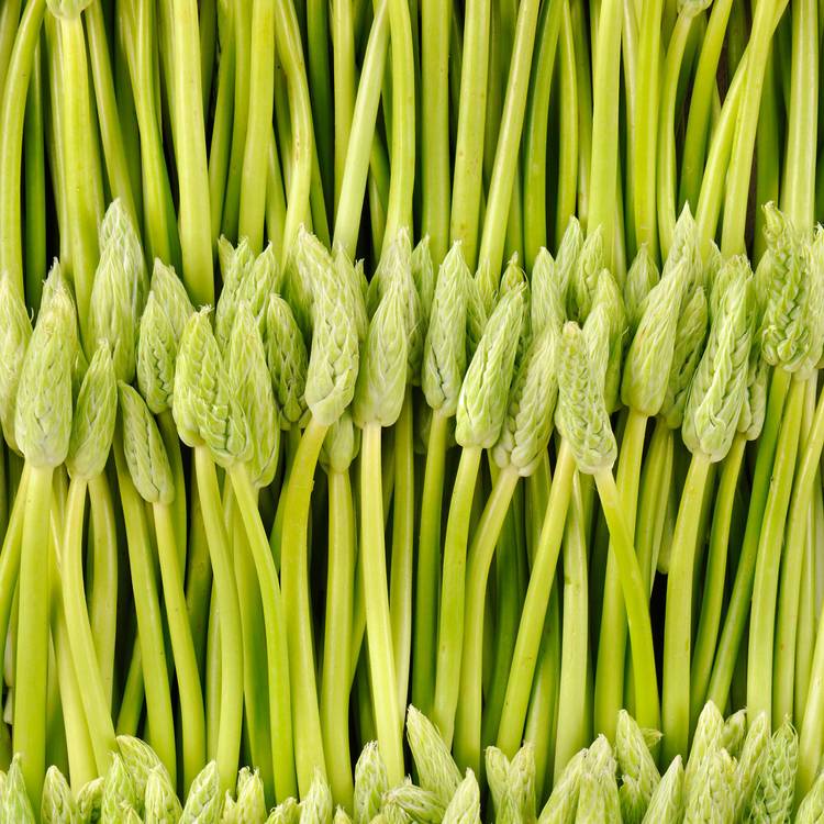 L'Ornithogale ou Asperge des bois