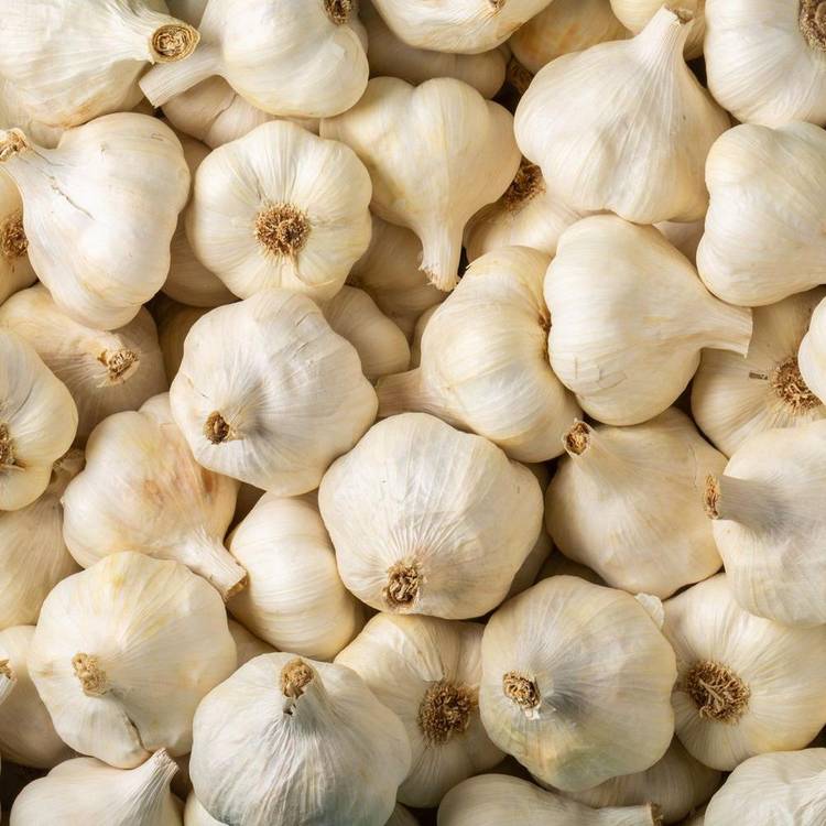 L'Ail blanc