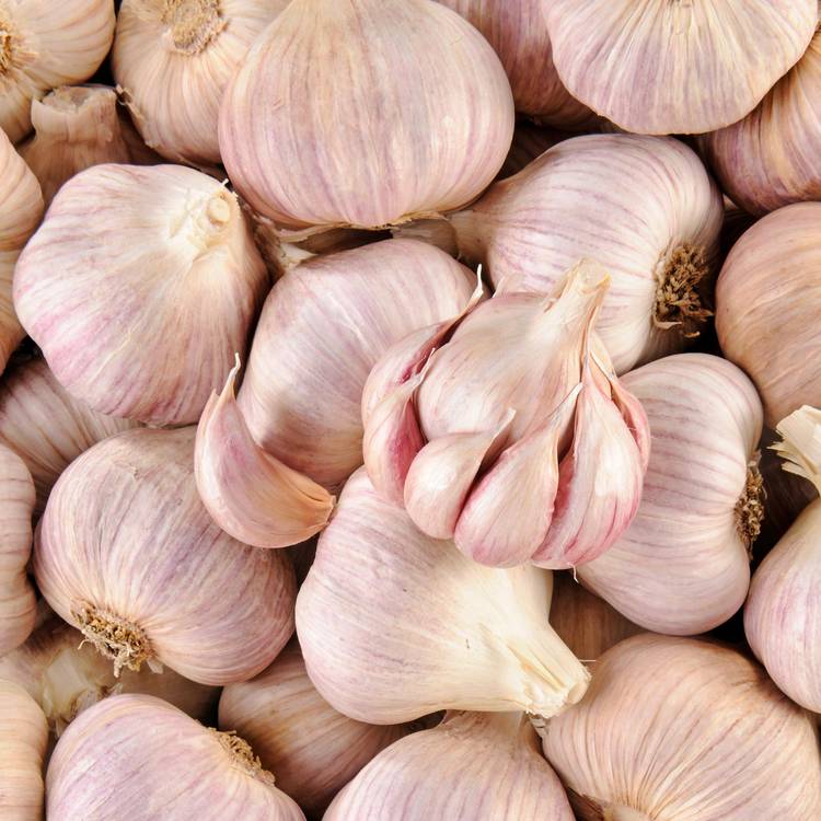 L'Ail violet