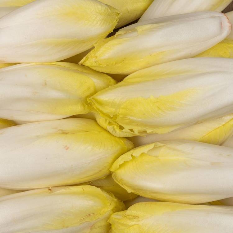 L'Endive de pleine terre en sachet