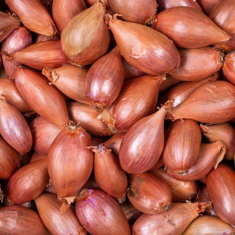 L’Échalote