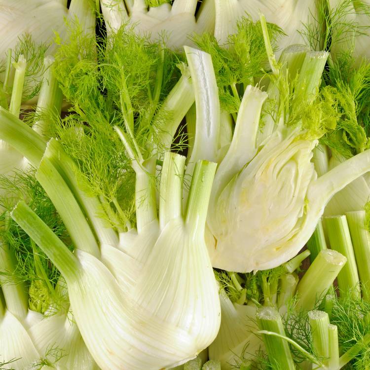 Le Fenouil