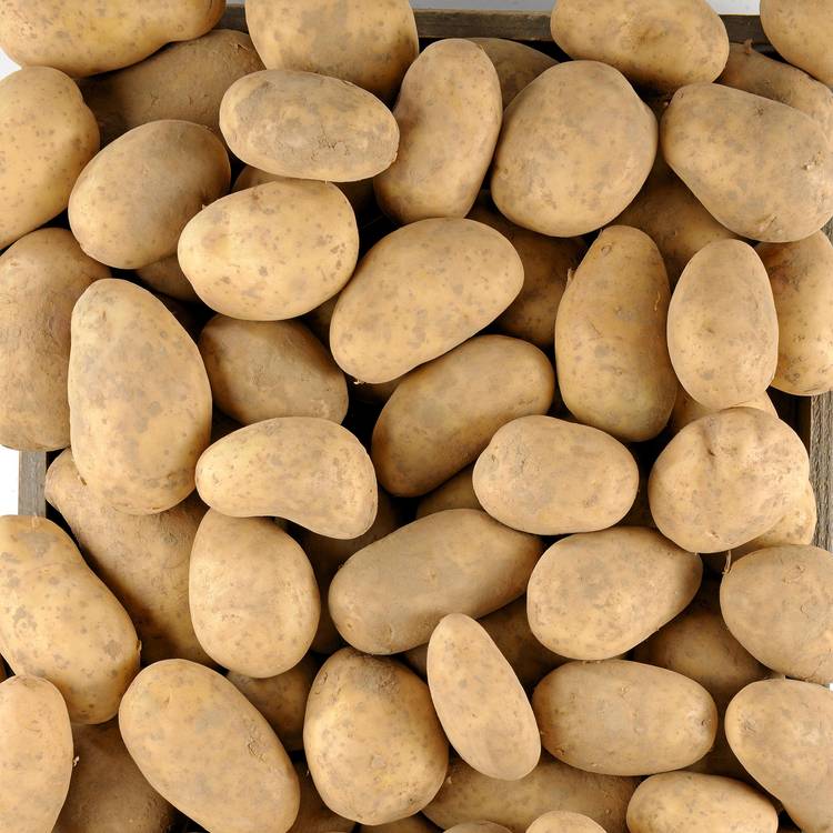 La Pomme de terre non lavée