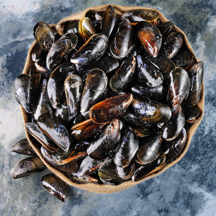 Les Moules de Hollande