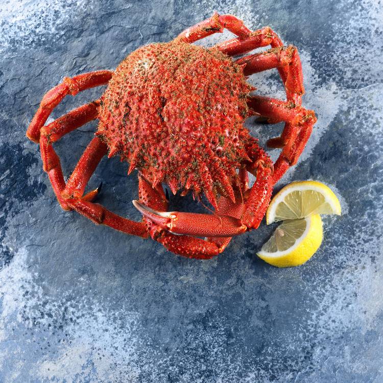 L'Araignée de mer cuite