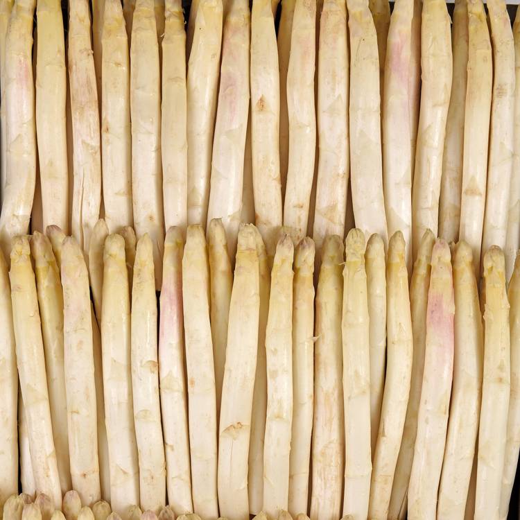L'Asperge blanche violette BIO