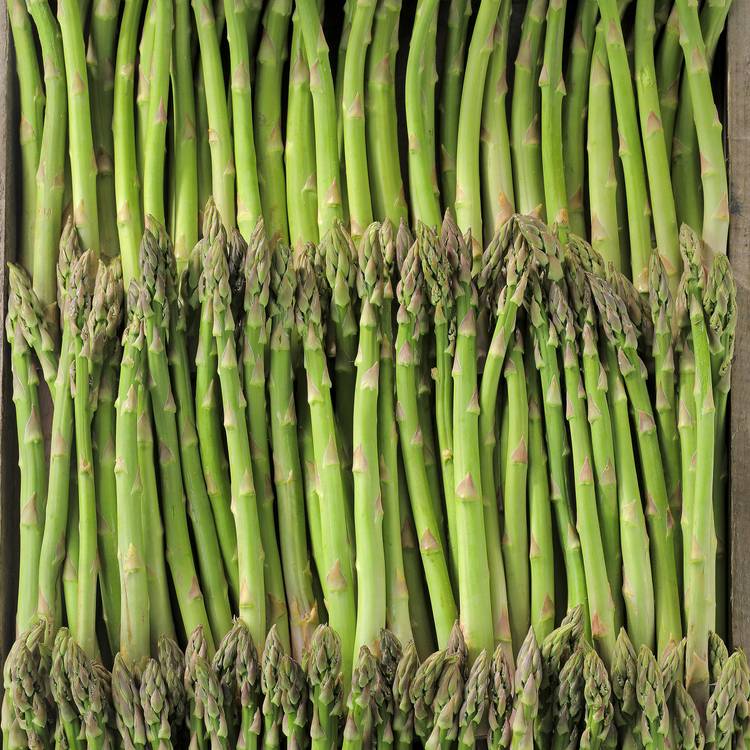 L'Asperge verte en botte BIO