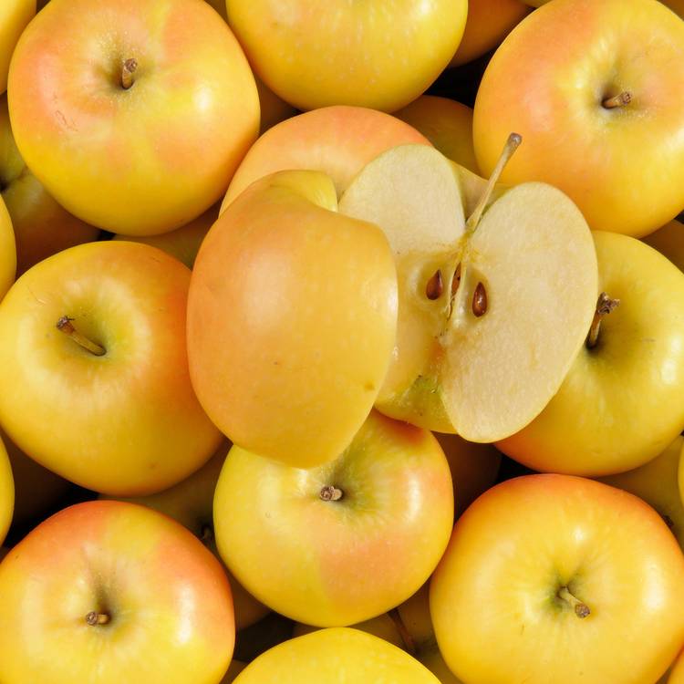 La Pomme rubis gold HVE