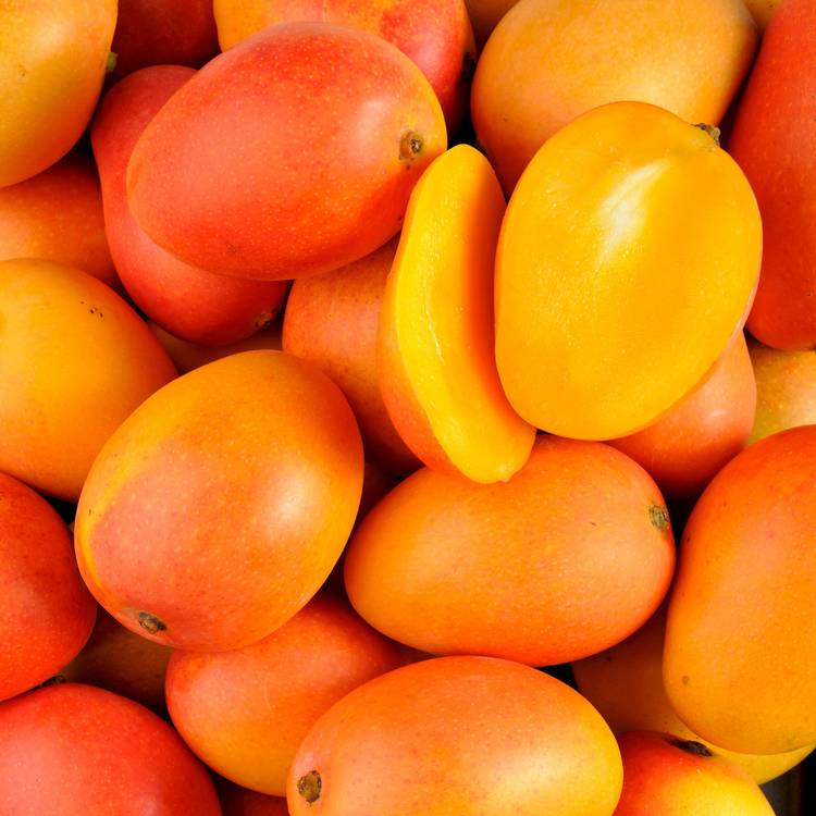 La Mangue sauvage colombienne