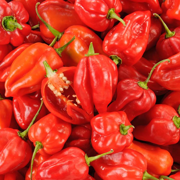 Le Piment antillais
