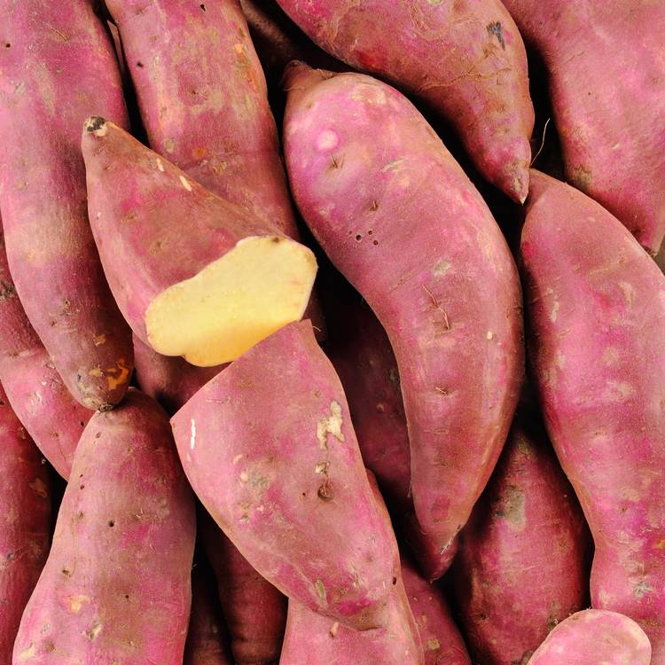 La Patate douce à chair blanche