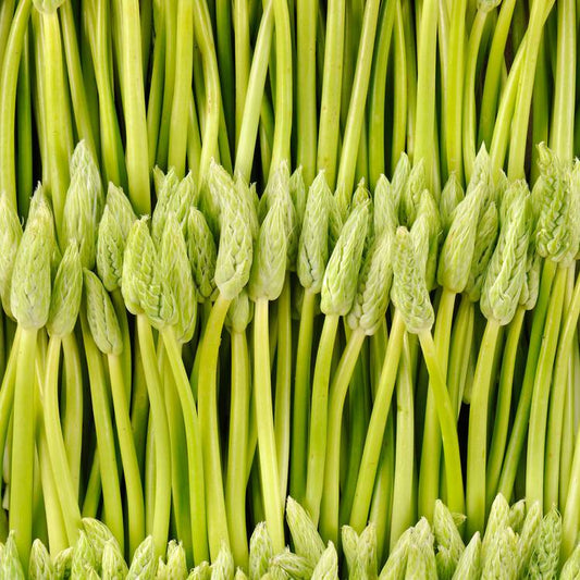 L'Ornithogale ou Asperge des bois