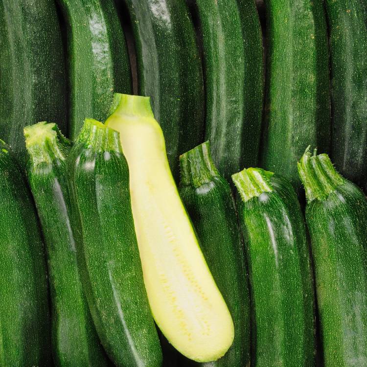 La Courgette verte