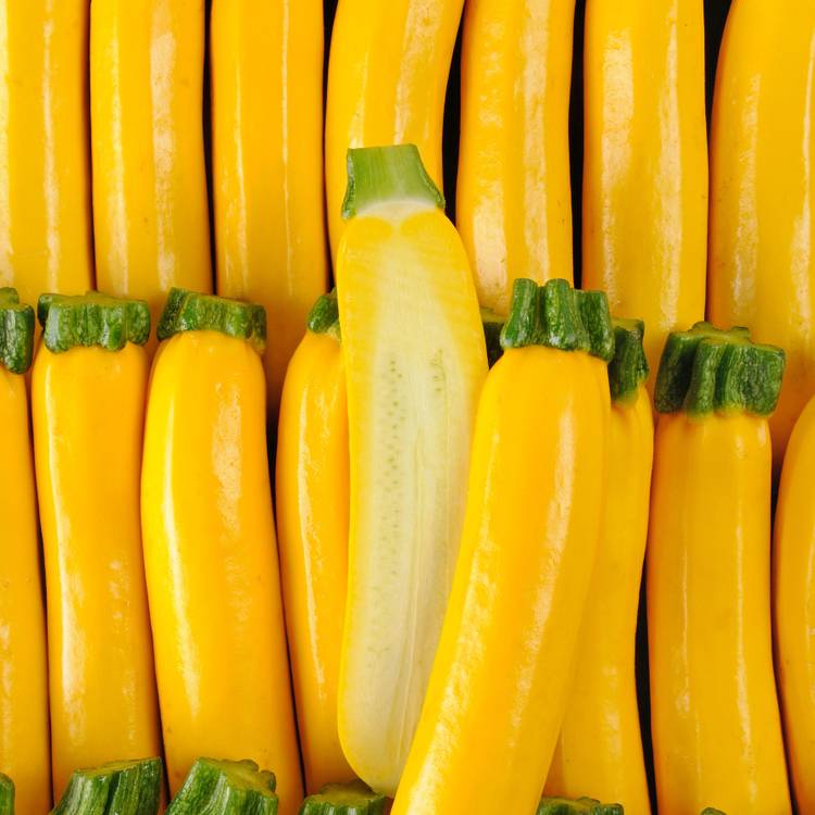 La Courgette jaune HVE
