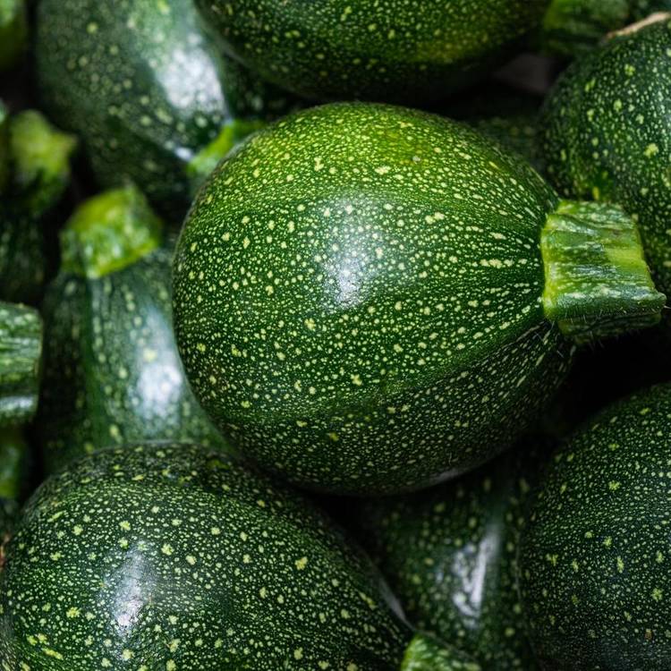 La Courgette ronde BIO