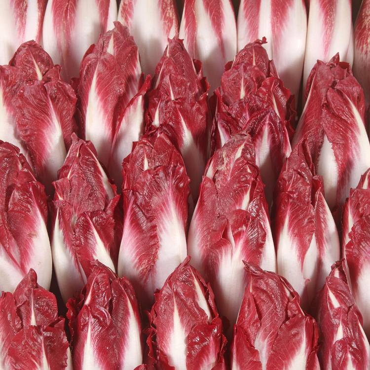 L'Endive rouge