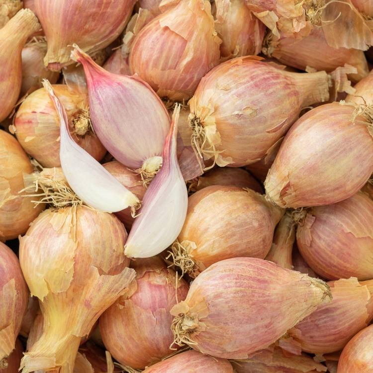 L’Échalote BIO