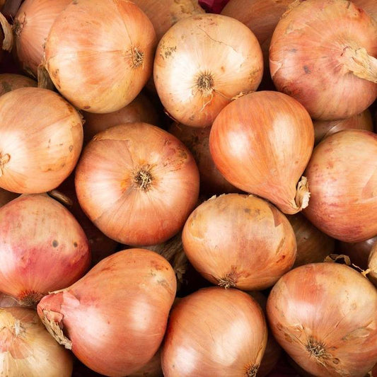 L'Oignon rosé de Bretagne