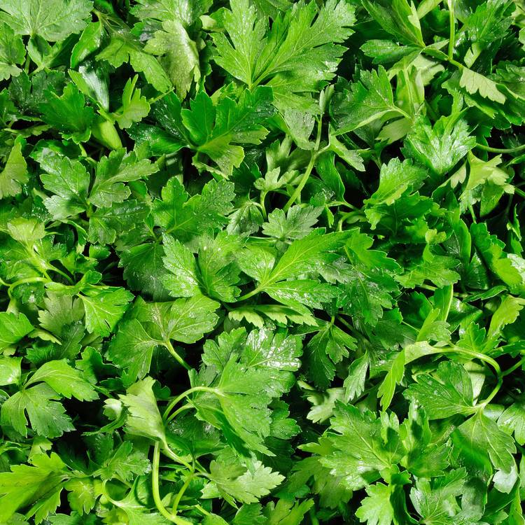 Le Persil plat