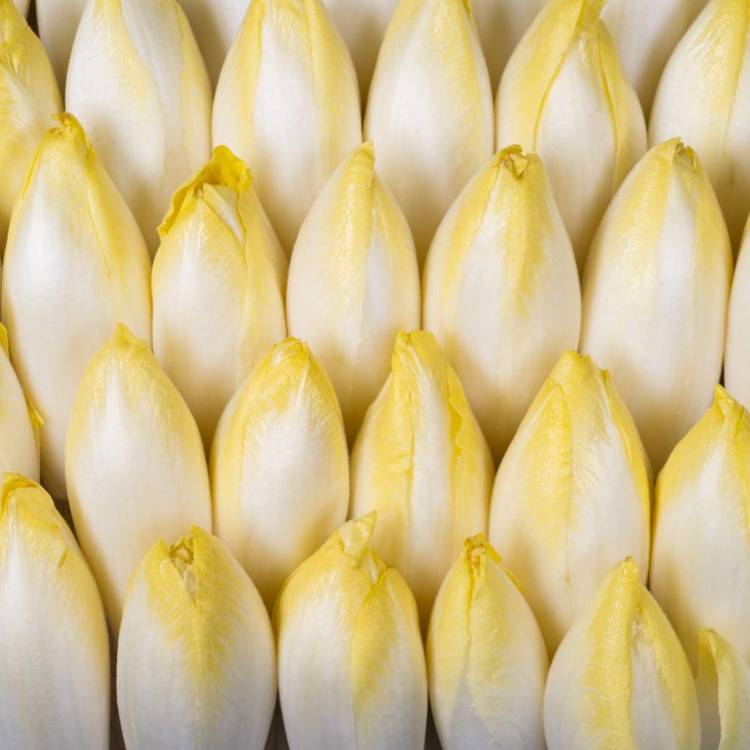 L'Endive BIO