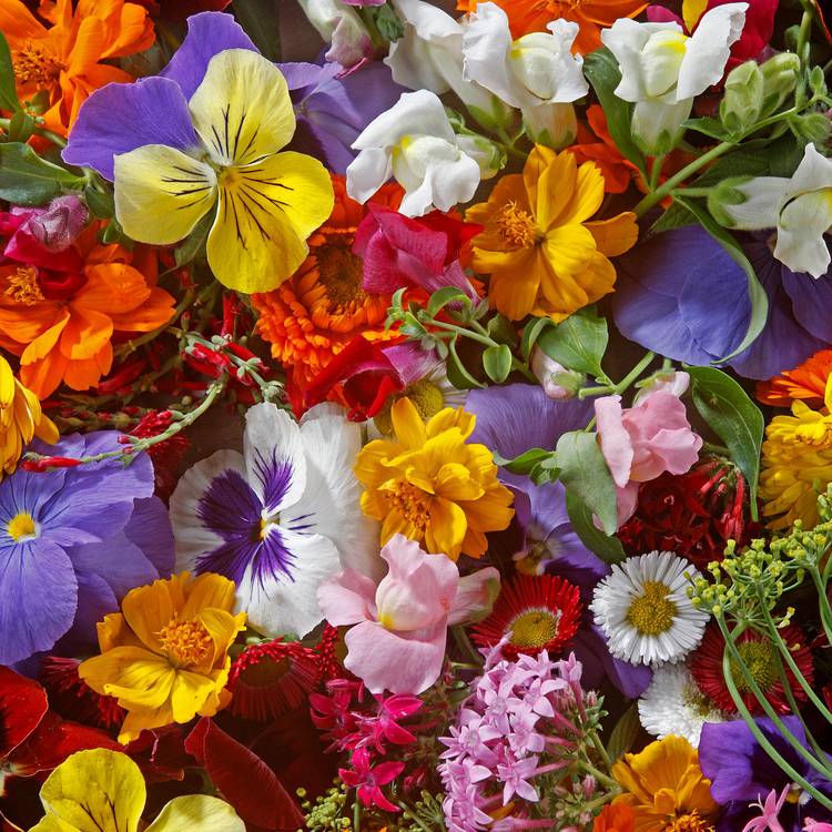 Les Fleurs comestibles HVE