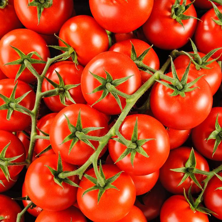 Tomate grappe Avalantino