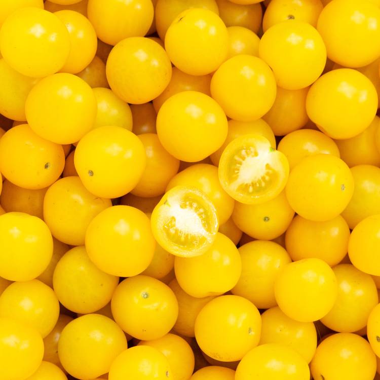La Tomate cerise jaune
