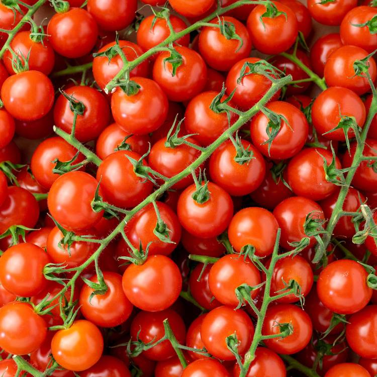 La Tomate cerise grappe