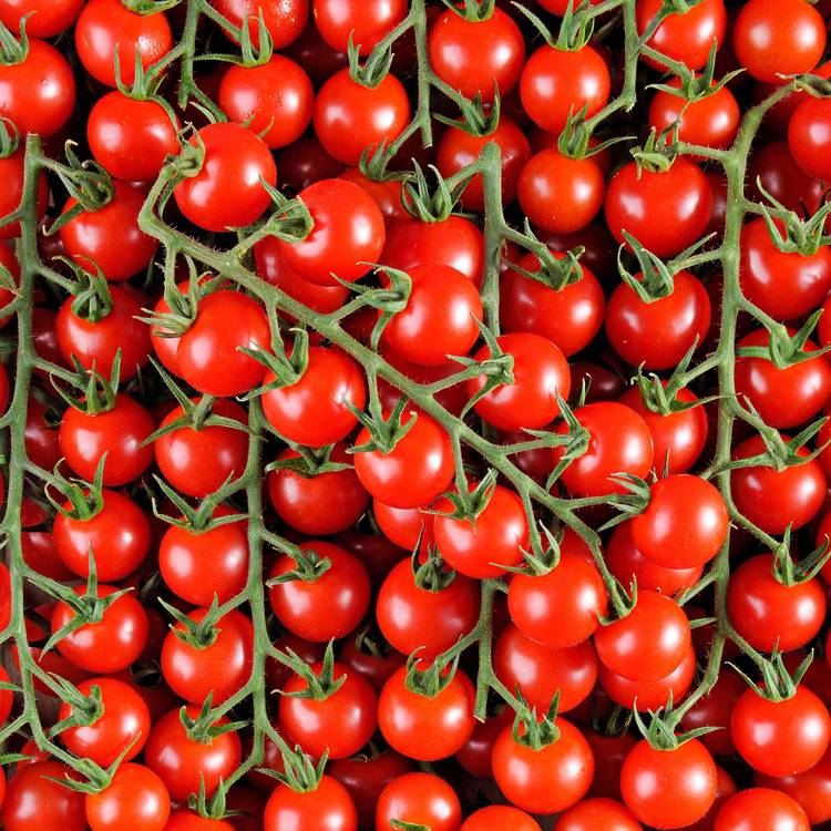 La Tomate cerise rouge grappe HVE du "Jardin de Rabelais"