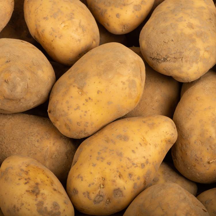 La Pomme de terre non lavée primeur spunta BIO