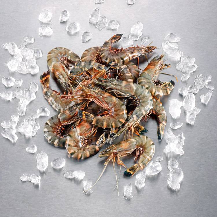 Les Gambas crues 16/20