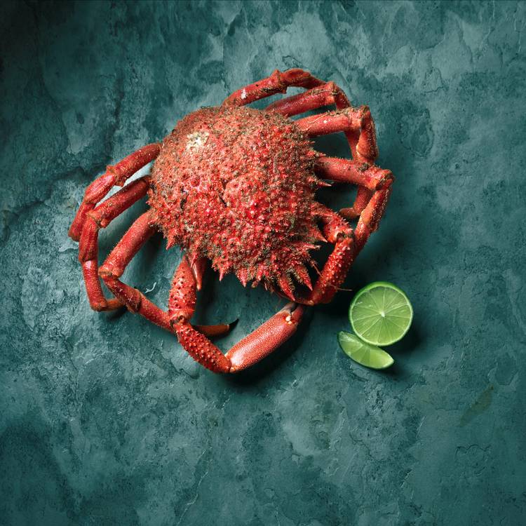 L'Araignée de mer cuite