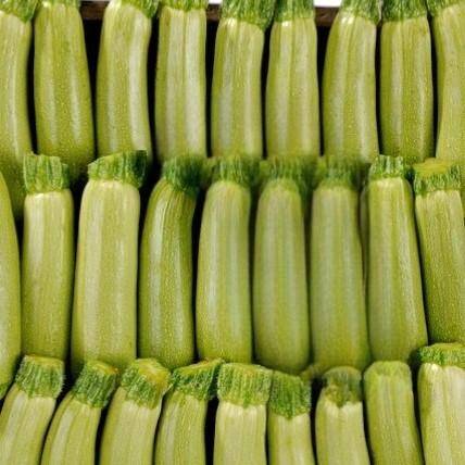 La Courgette blanche BIO